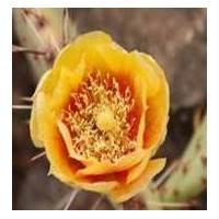 Портфолио Ellen Elizabeth Engel